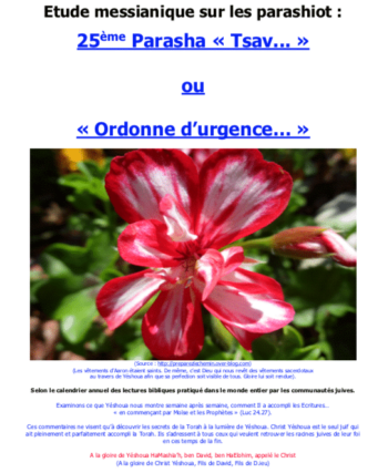 Étude sur la Parasha N°25 : Tsav - Ordonne d'Urgence
