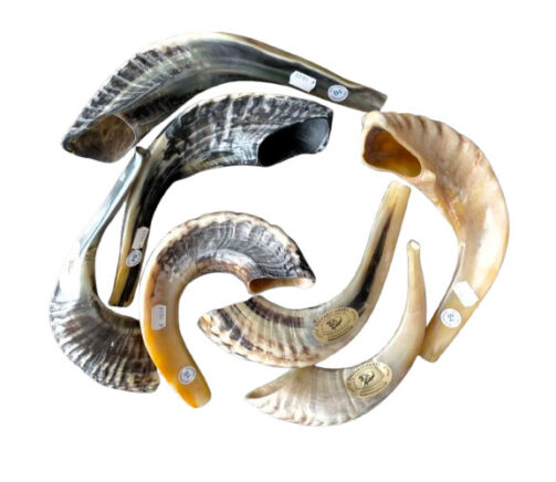 Shofar modèle B4 (38-41cm) corne de bélier (Shofarot Israël)